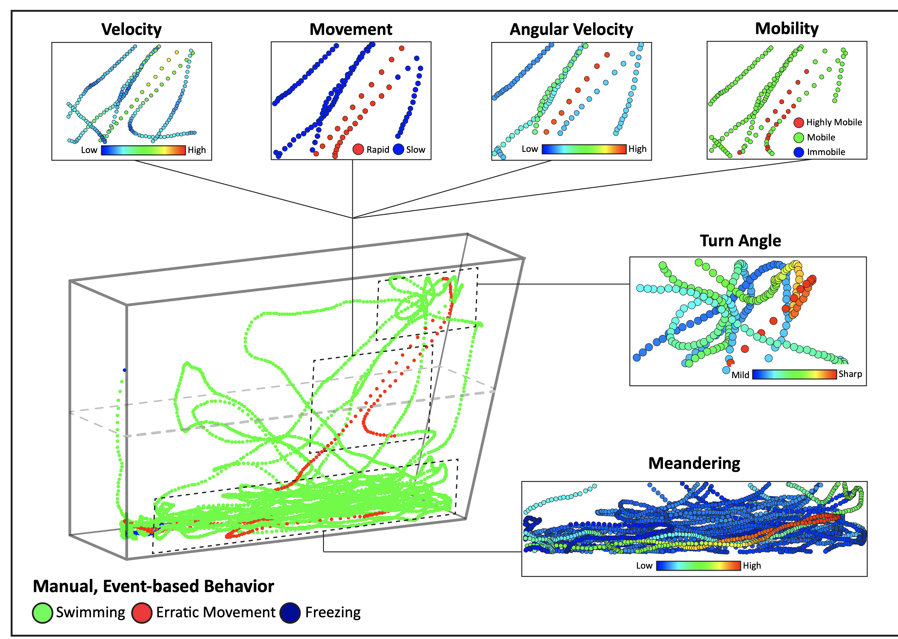 Adult Zebrafish Neuroscience Behavioral Models (Dissertation Research)